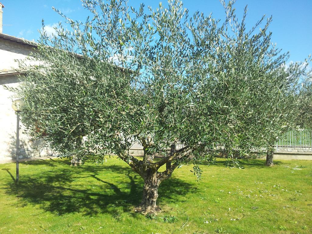 Assisana Affittacamere Santa Maria Degli Angeli  Zewnętrze zdjęcie